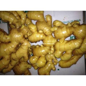 New Crop Fresh Ginger (150-250g)